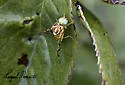 Zonosemata vittigera