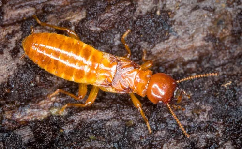 Pacific Dampwood Termite - photo 3
