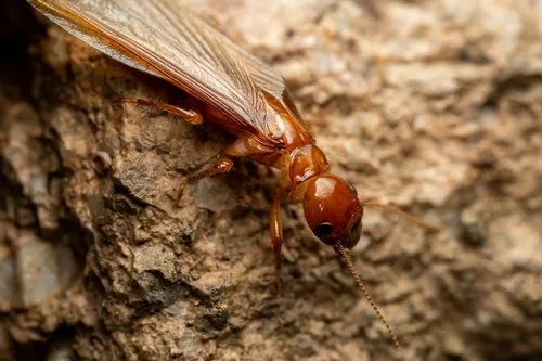 Arizona Dampwood Termite - photo 2