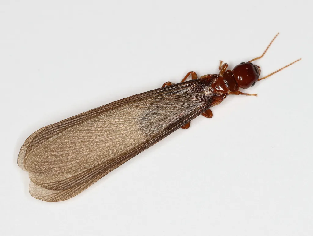 Nevada Dampwood Termite - photo 2