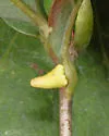 Zopheroteras cuneatum - photo 2
