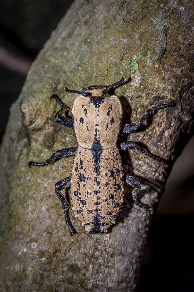 Zopherus chilensis - photo 3