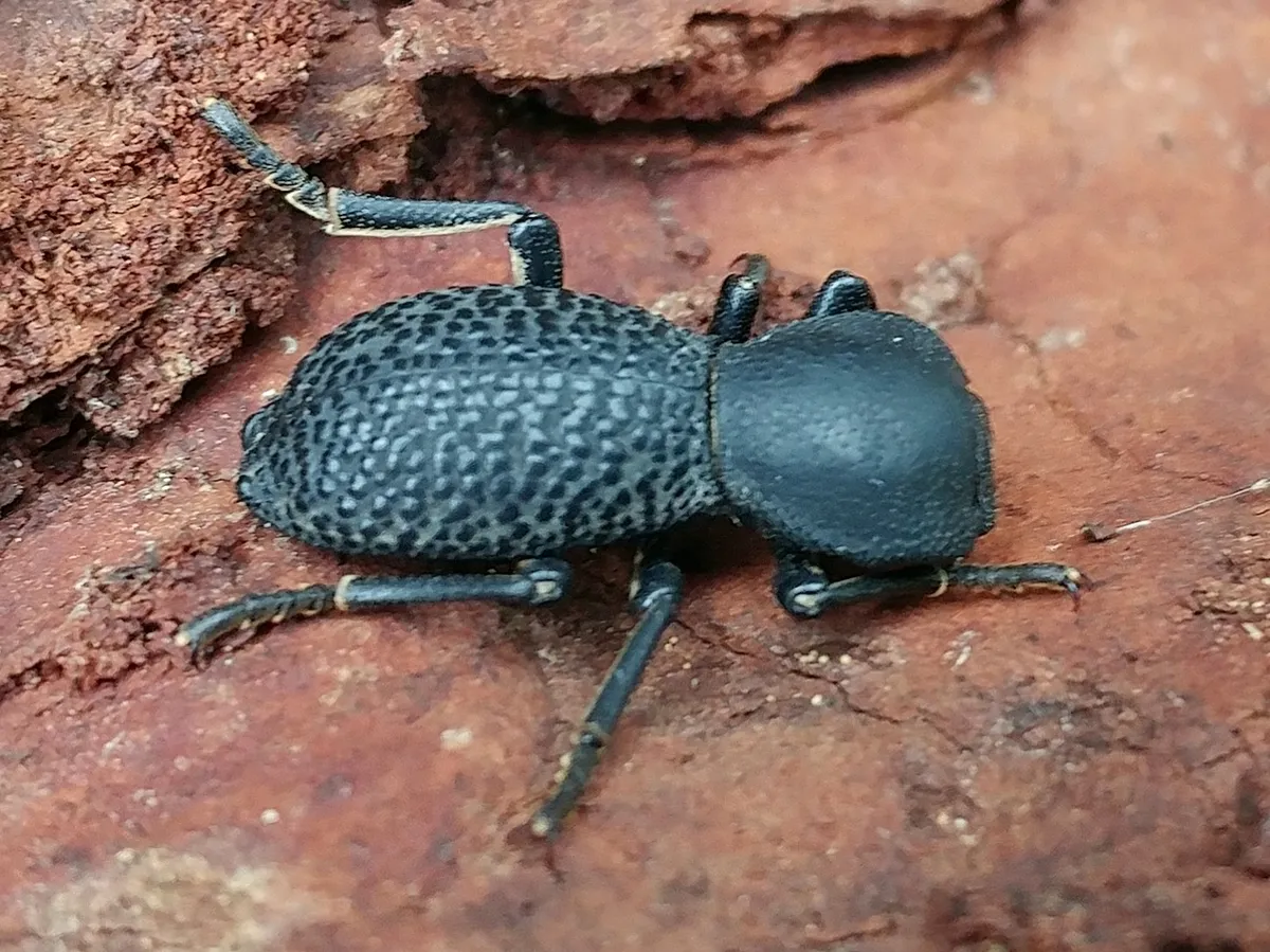 Zopherus concolor
