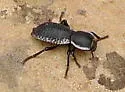 Zopherus elegans