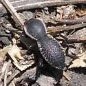 Zopherus elegans - photo 2