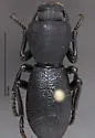 Zopherus elegans - photo 3