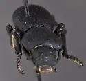 Zopherus elegans - photo 5