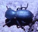Zopherus gracilis