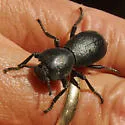 Zopherus gracilis - photo 3