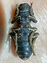 Zopherus gracilis - photo 4