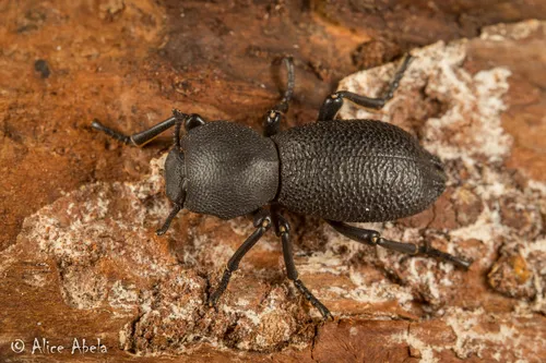 Zopherus granicollis