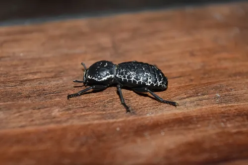 Zopherus laevicollis