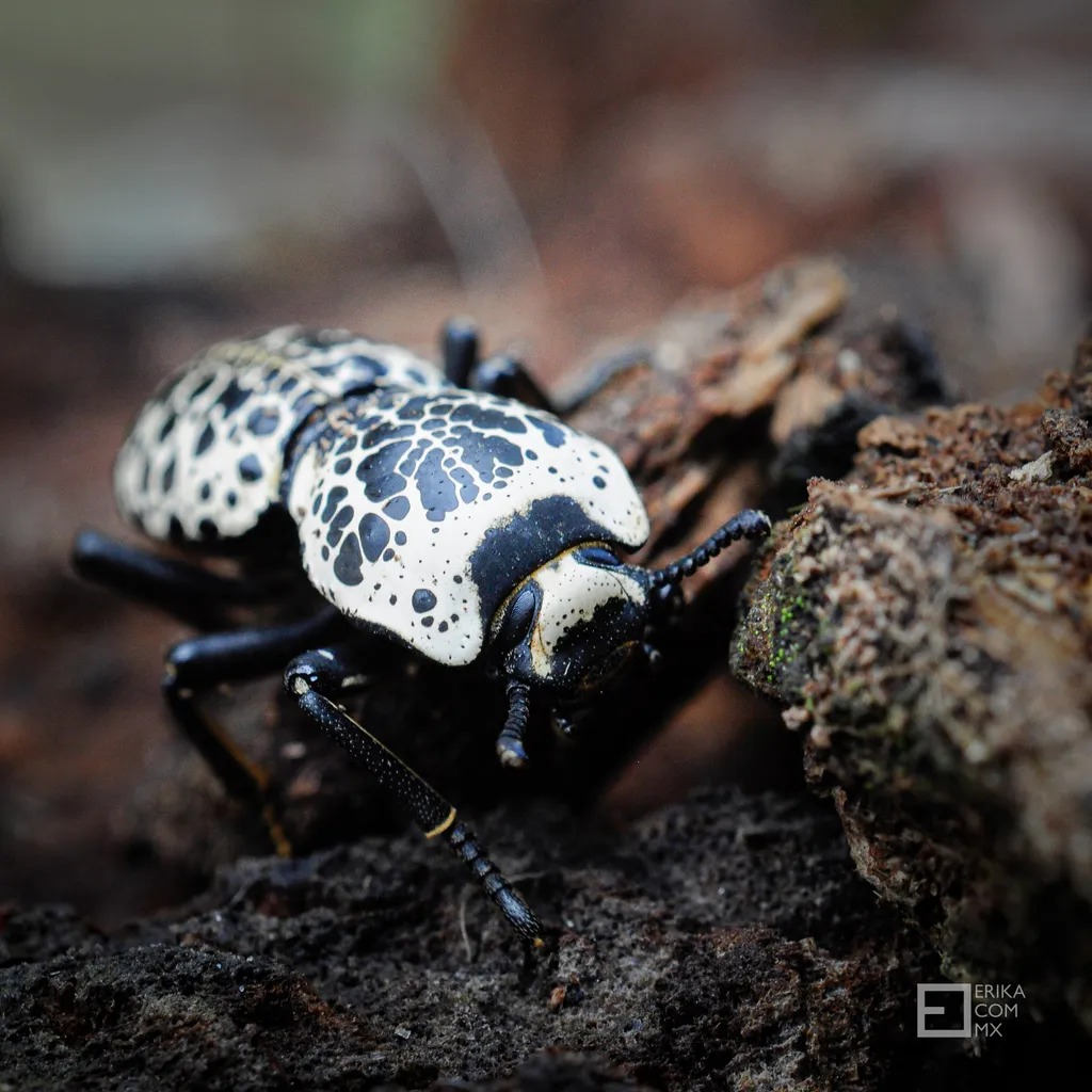 Zopherus nodulosus