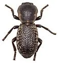 Zopherus tristis - photo 2