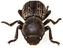 Zopherus tristis - photo 3