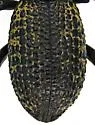 Zopherus tristis - photo 4