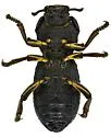 Zopherus tristis - photo 5