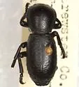 Zopherus xestus - photo 3