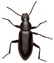 Zophobas subnitens - photo 4