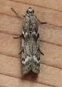 Zophodia grossulariella - Hodges#5968