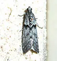 Zophodia grossulariella - Hodges#5968 - photo 2