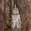 Zophodia grossulariella - Hodges#5968 - photo 4