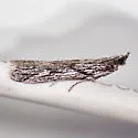 Zophodia multistriatella - Hodges#5968.1