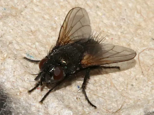 Zophomyia temula - photo 2