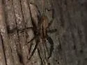 Zora hespera
