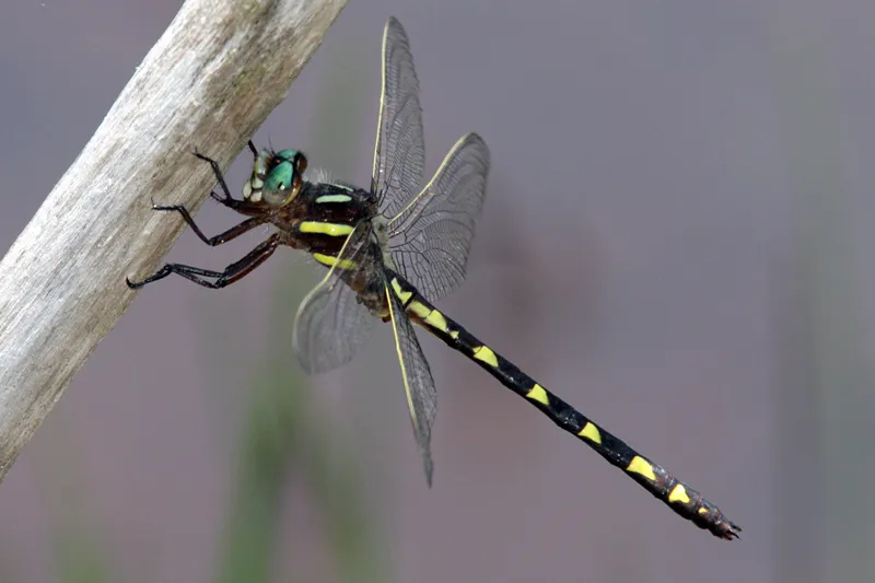 Brown Spiketail