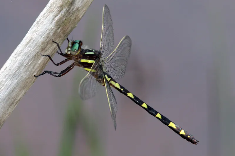 Brown Spiketail - photo 2