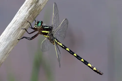 Brown Spiketail - photo 3