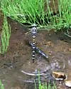 Apache Spiketail