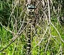 Apache Spiketail - photo 4
