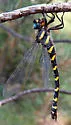 Apache Spiketail - photo 5