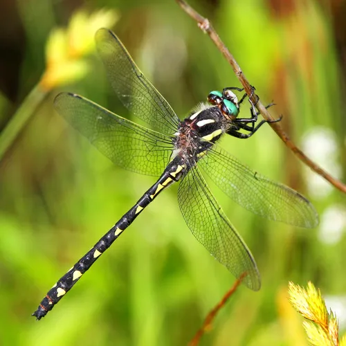 Delta-spotted Spiketail