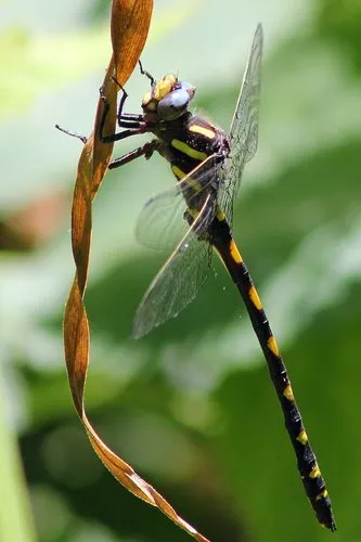 Pacific Spiketail