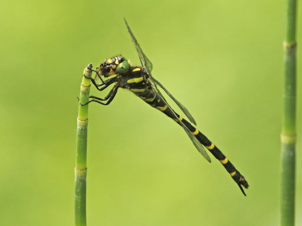 Tiger Spiketail - photo 2