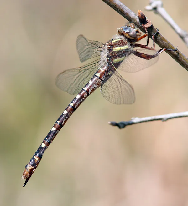 Twin-Spotted Spiketail