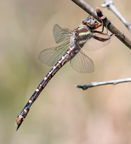 Twin-Spotted Spiketail - photo 2