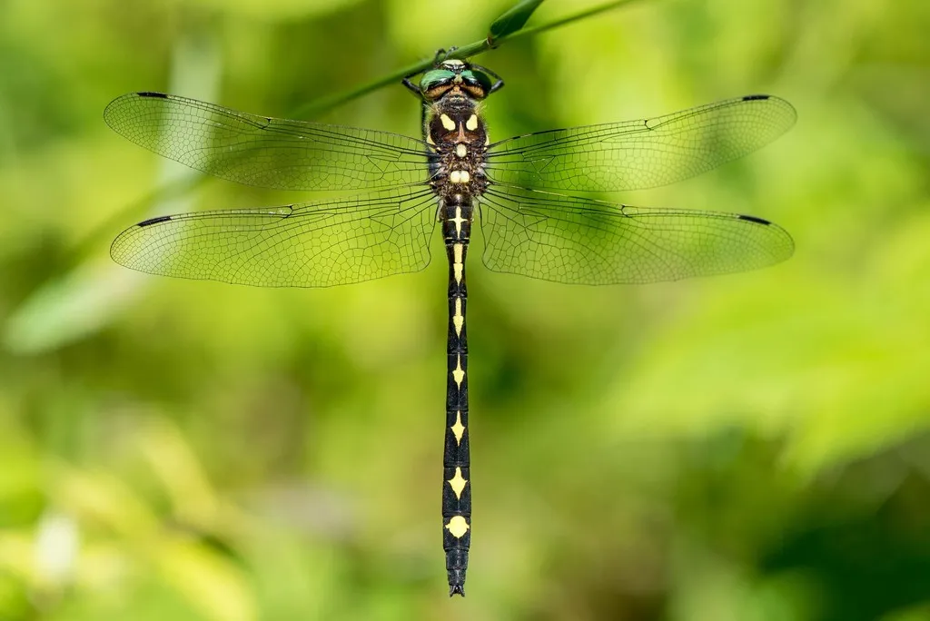 Arrowhead Spiketail - photo 3