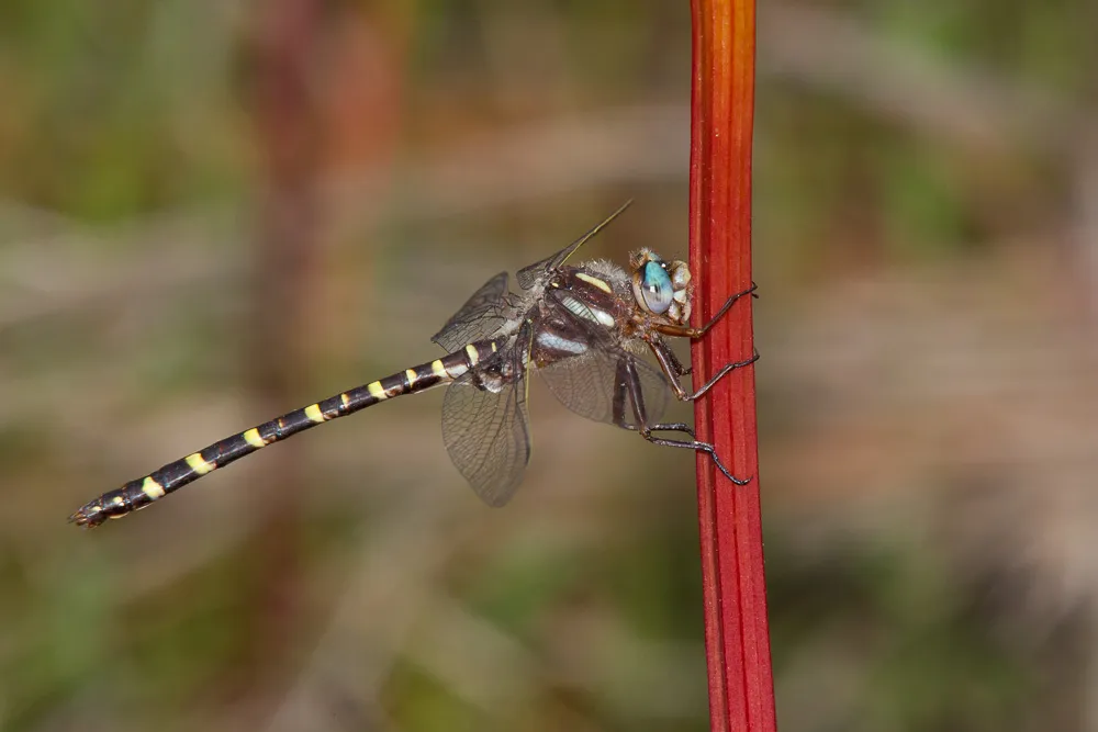 Sarracenia Spiketail