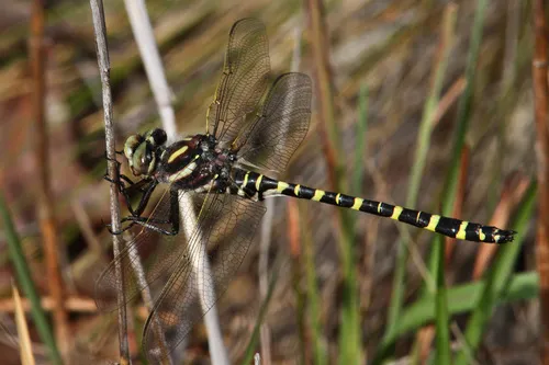 Say's Spiketail