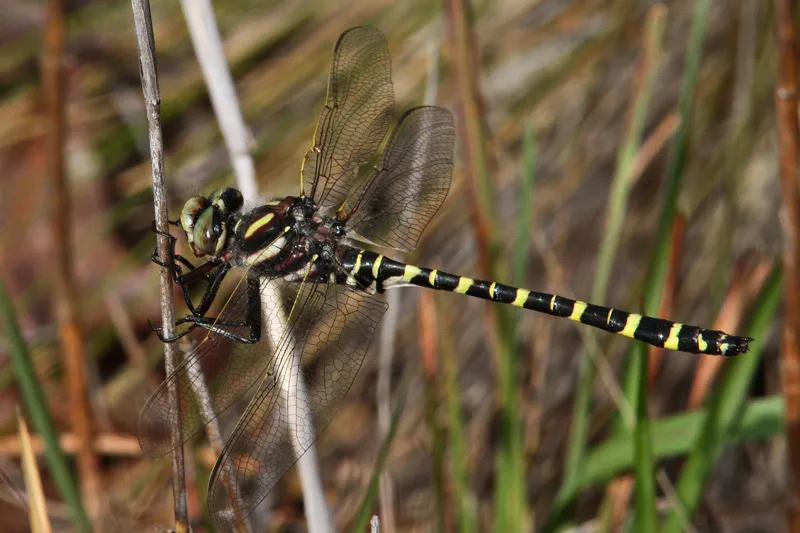 Say's Spiketail - photo 3