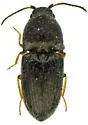 Zorochros cucullatus