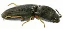 Zorochros cucullatus - photo 2
