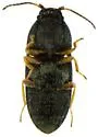 Zorochros cucullatus - photo 3