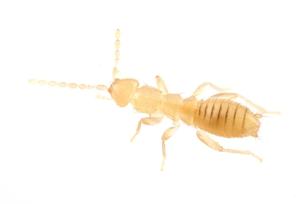 Angel Insects - photo 2