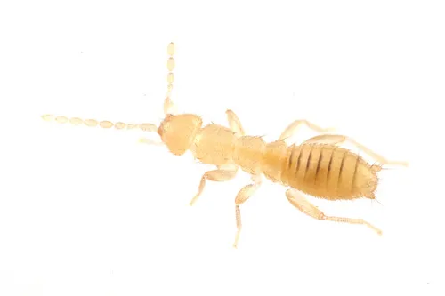 Angel Insects - photo 3