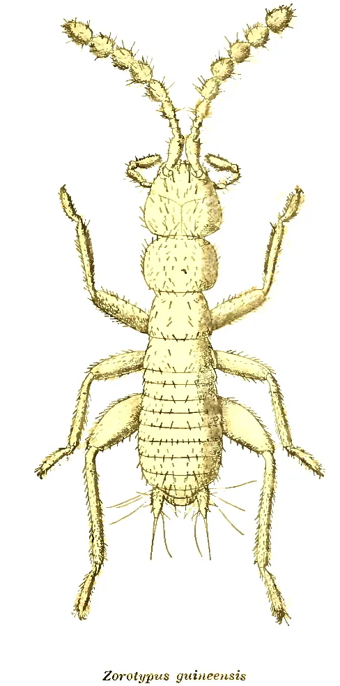 Zorotypus guineensis - photo 3
